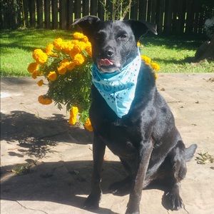 Meet your Posher, Austin Boss Lady